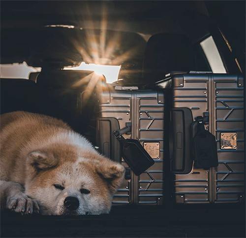 Ein Hund schläft im Auto neben zwei schwarzen GUNDEL-Koffern bei Sonnenuntergang.